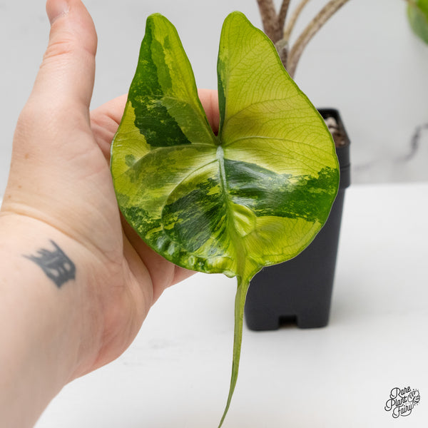 Alocasia Macrorrhiza 'Stingray' Aurea Variegated (wk48-A) *Corming Size*