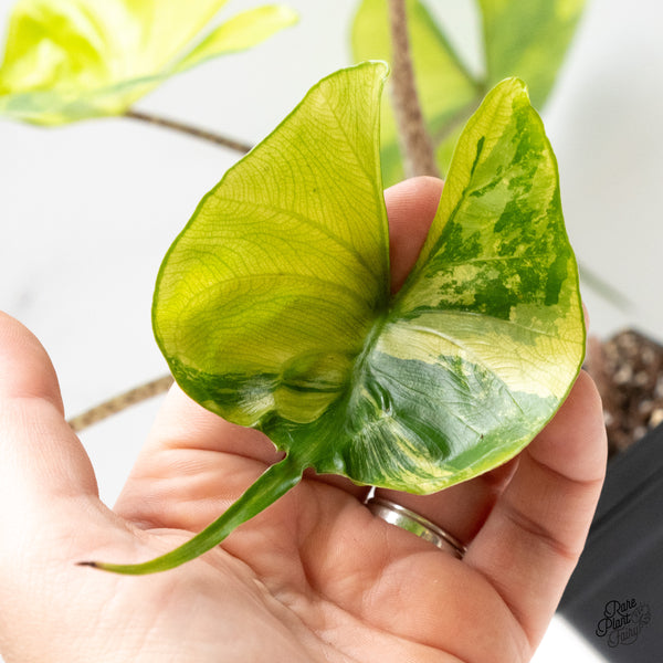 Alocasia Macrorrhiza 'Stingray' Aurea Variegated (wk48-A) *Corming Size*