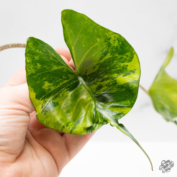Alocasia Macrorrhiza 'Stingray' Aurea Variegated (wk48-A) *Corming Size*