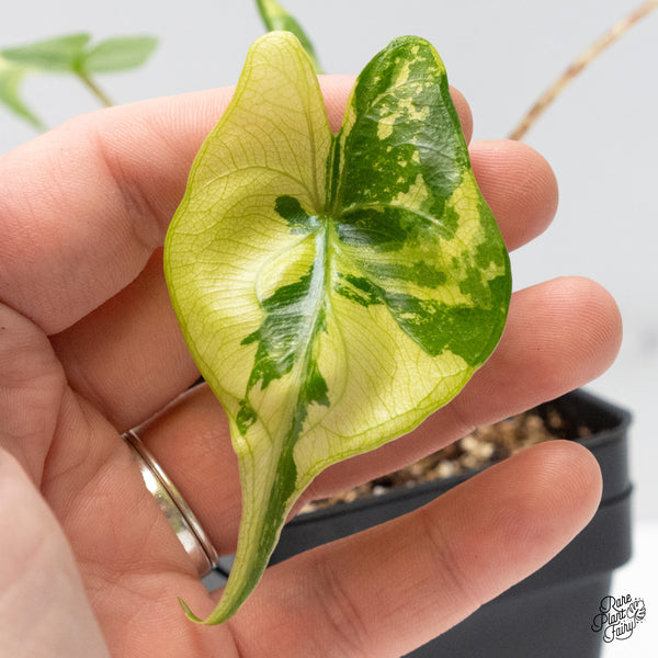 Alocasia Macrorrhiza 'Stingray' Aurea Variegated (wk49-M)