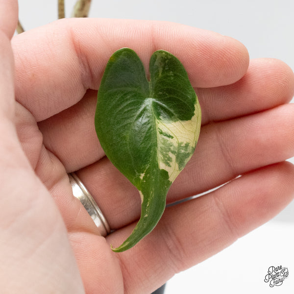 Alocasia Macrorrhiza 'Stingray' Aurea Variegated (wk49-M)