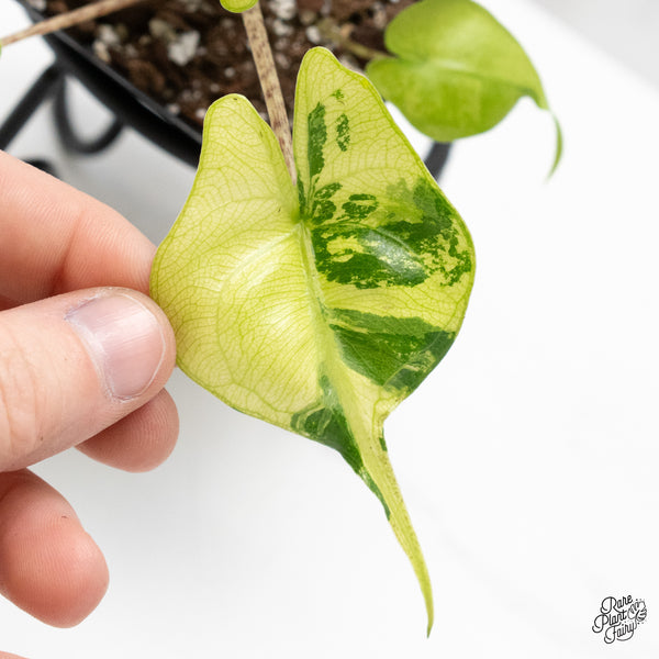 Alocasia Macrorrhiza 'Stingray' Aurea Variegated (wk51-R)
