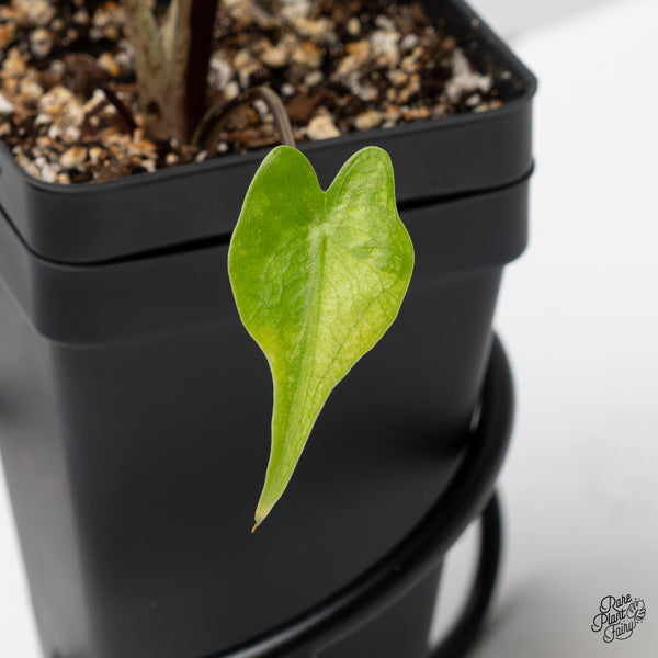 Alocasia Macrorrhiza 'Stingray' Aurea Variegated (wk1-P)