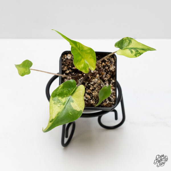 Alocasia Macrorrhiza 'Stingray' Aurea Variegated (wk1-P)