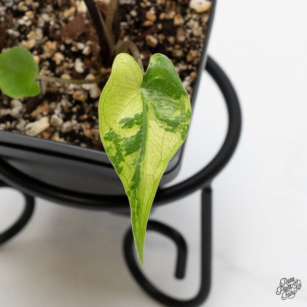Alocasia Macrorrhiza 'Stingray' Aurea Variegated (wk1-P)