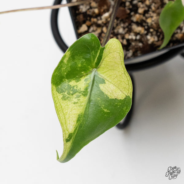 Alocasia Macrorrhiza 'Stingray' Aurea Variegated (wk1-P)