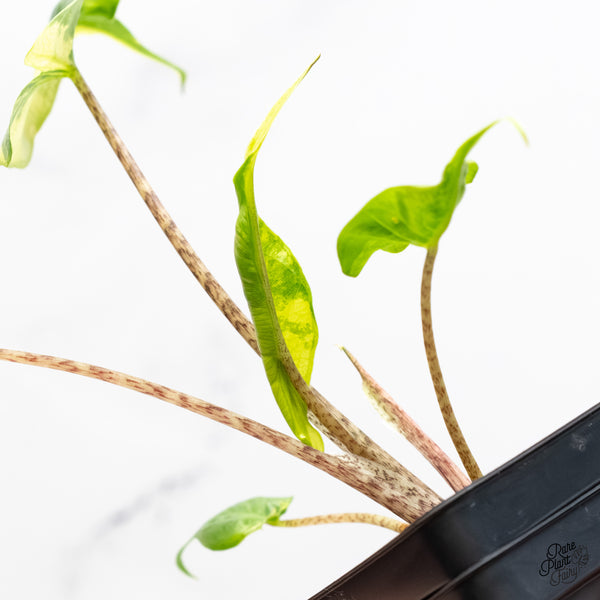 Alocasia Macrorrhiza 'Stingray' Albo Variegated (wk6-F)