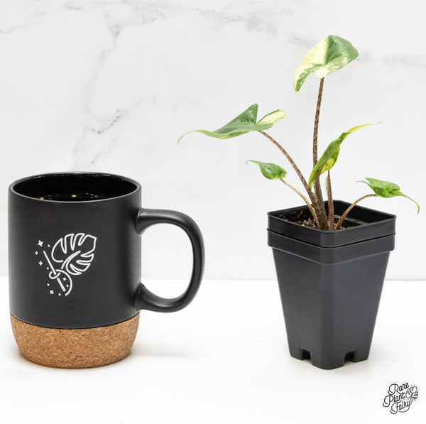 Alocasia Macrorrhiza 'Stingray' Albo Variegated (wk6-F)