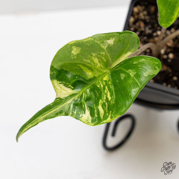 Alocasia Macrorrhiza 'Stingray' Aurea Variegated (wk52-S)