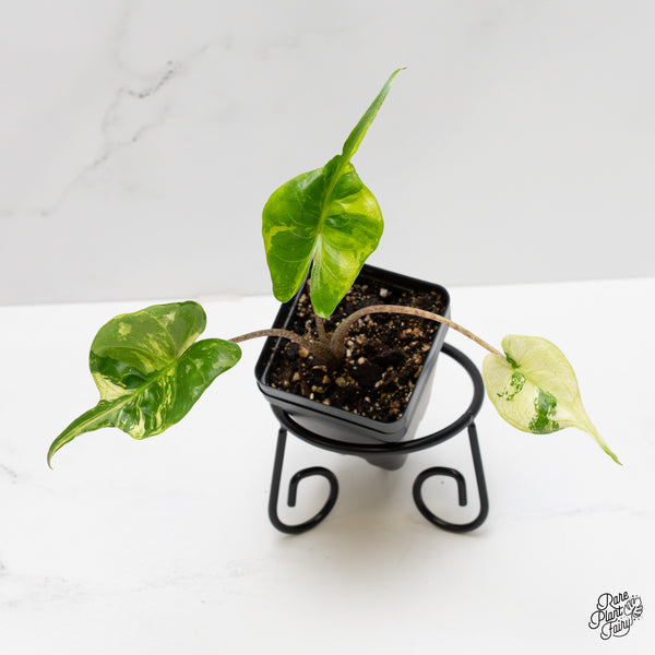 Alocasia Macrorrhiza 'Stingray' Aurea Variegated (wk52-S)