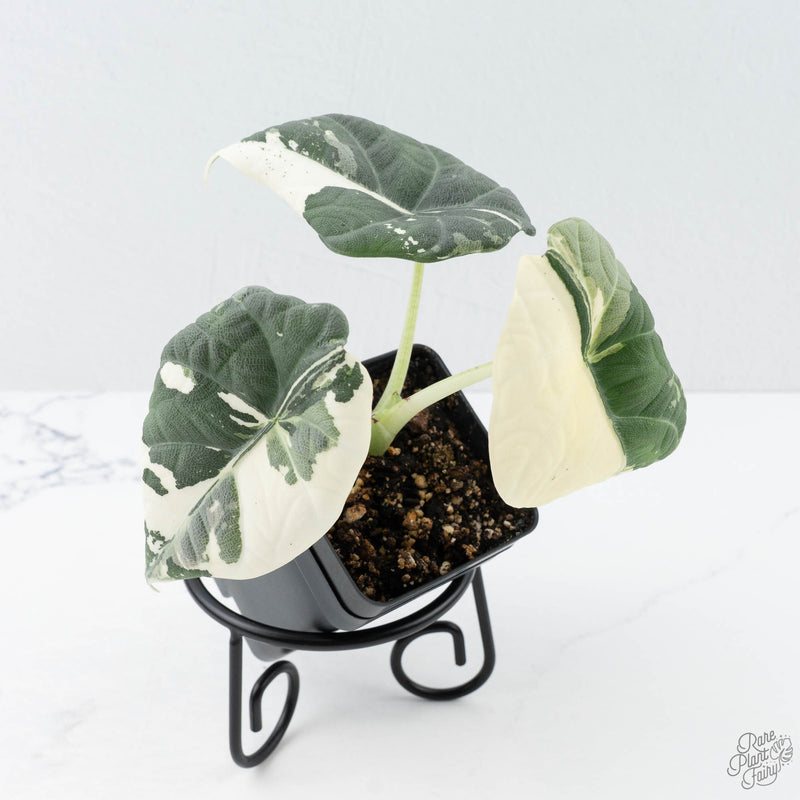 Alocasia Maharani Albo Variegated (wk20-O)