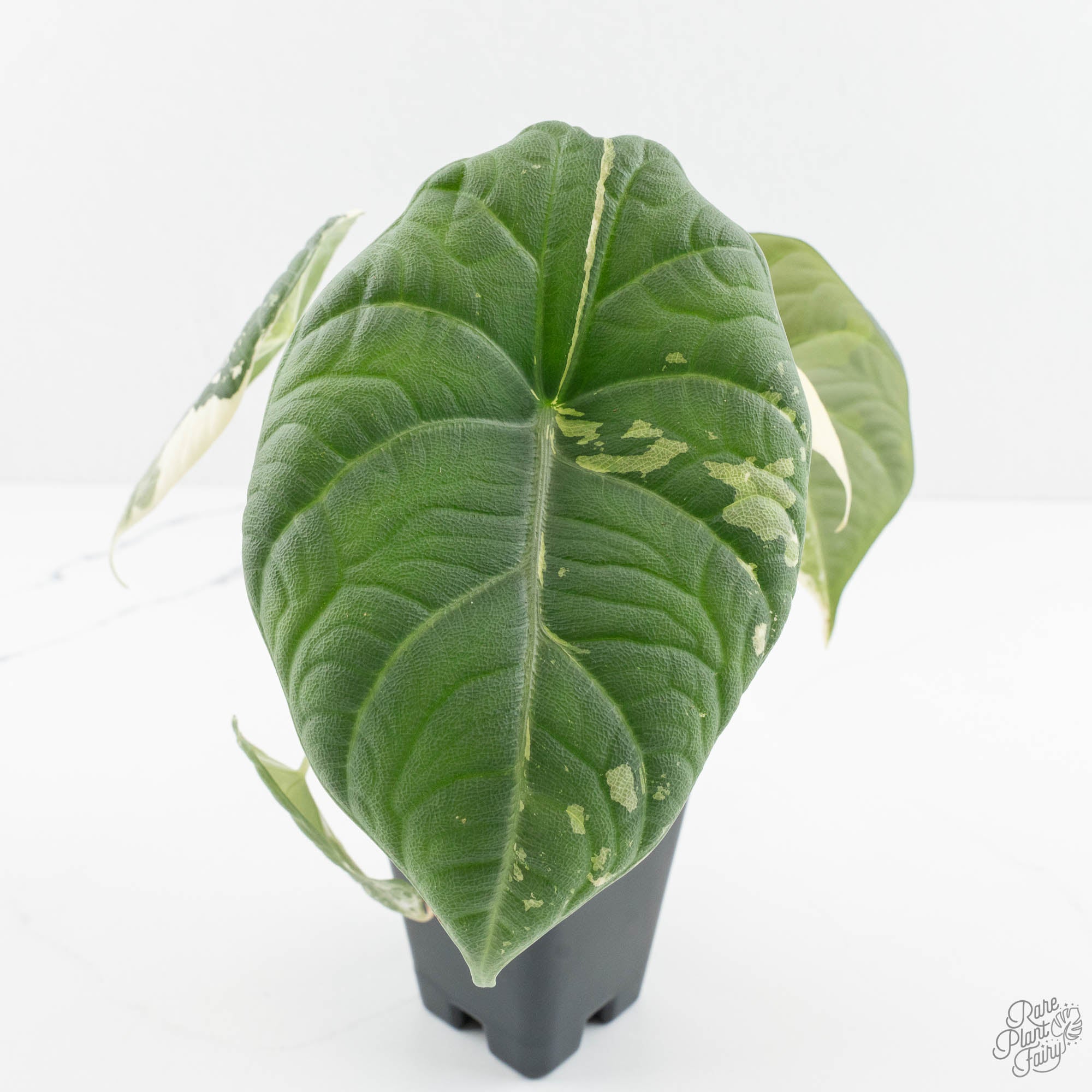 Alocasia Maharani Albo Variegated (wk14-L) – Rare Plant Fairy