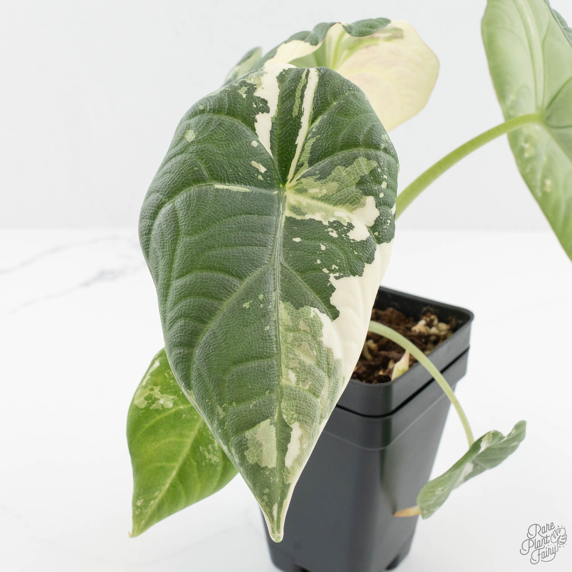 Alocasia Maharani Albo Variegated (wk14-L) – Rare Plant Fairy
