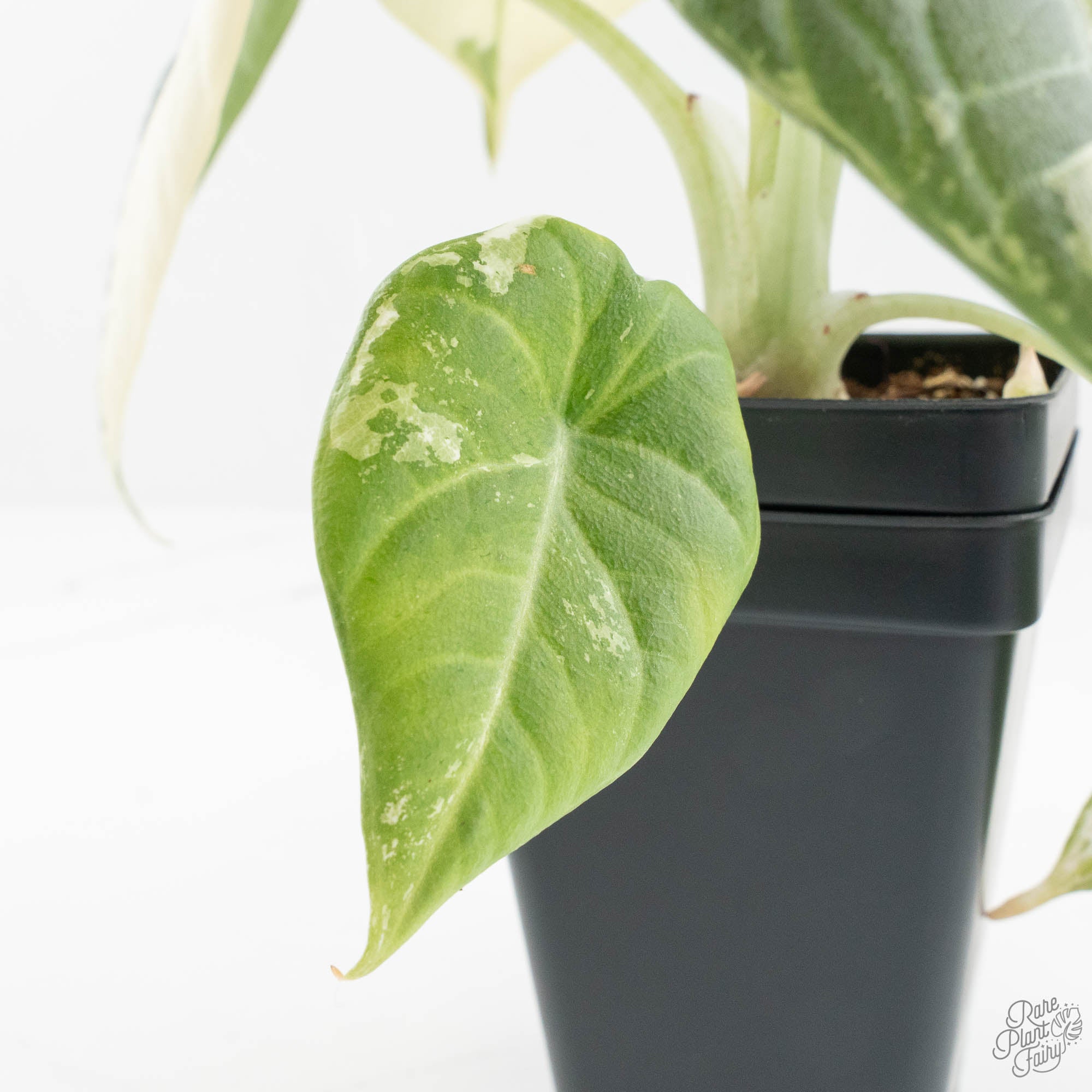 Alocasia Maharani Albo Variegated (wk14-L) – Rare Plant Fairy