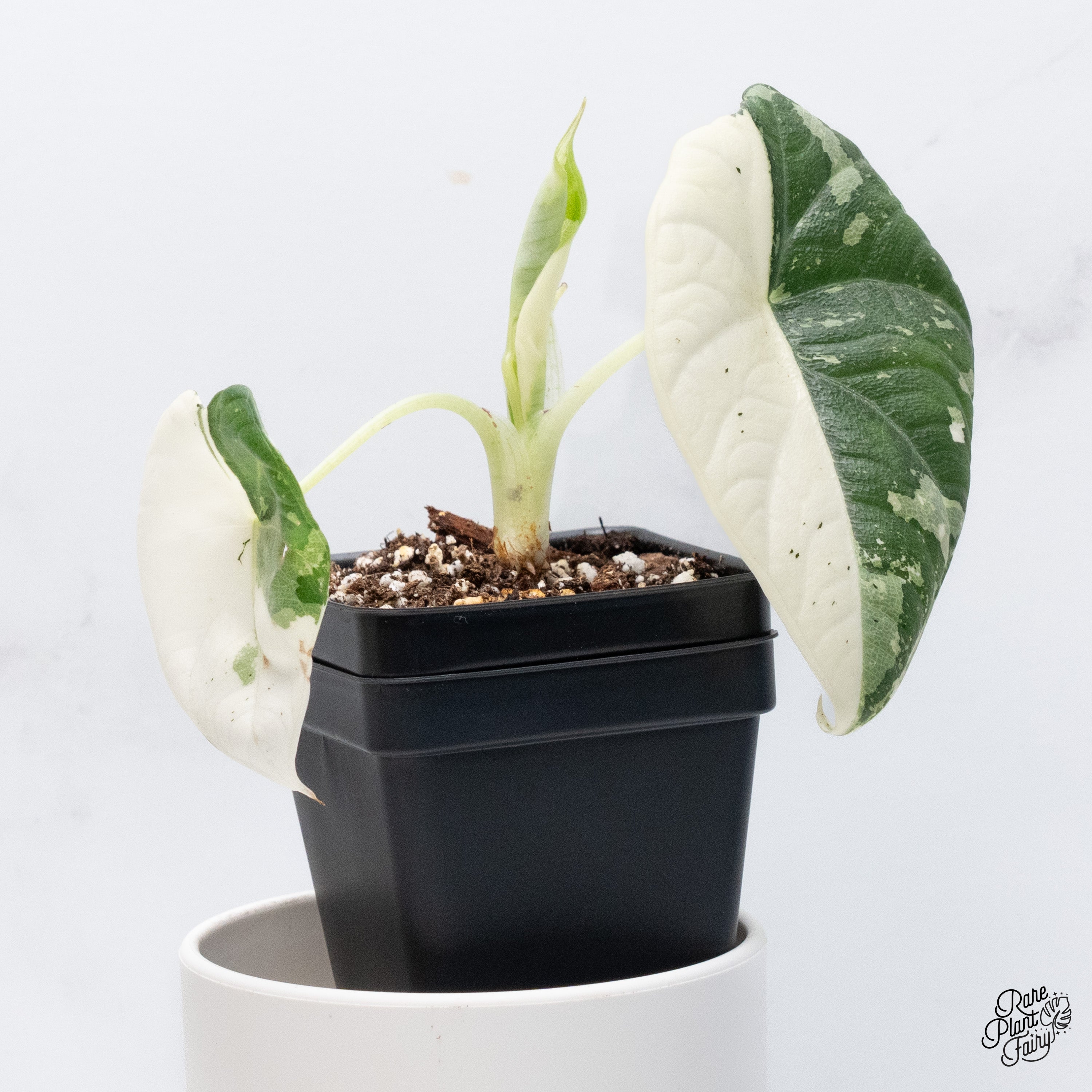 その他観葉植物 Alocasia Maharani Albo var. Alocasia Maharani Albo Variegated (wk36-P) – Rare Plant Fairy