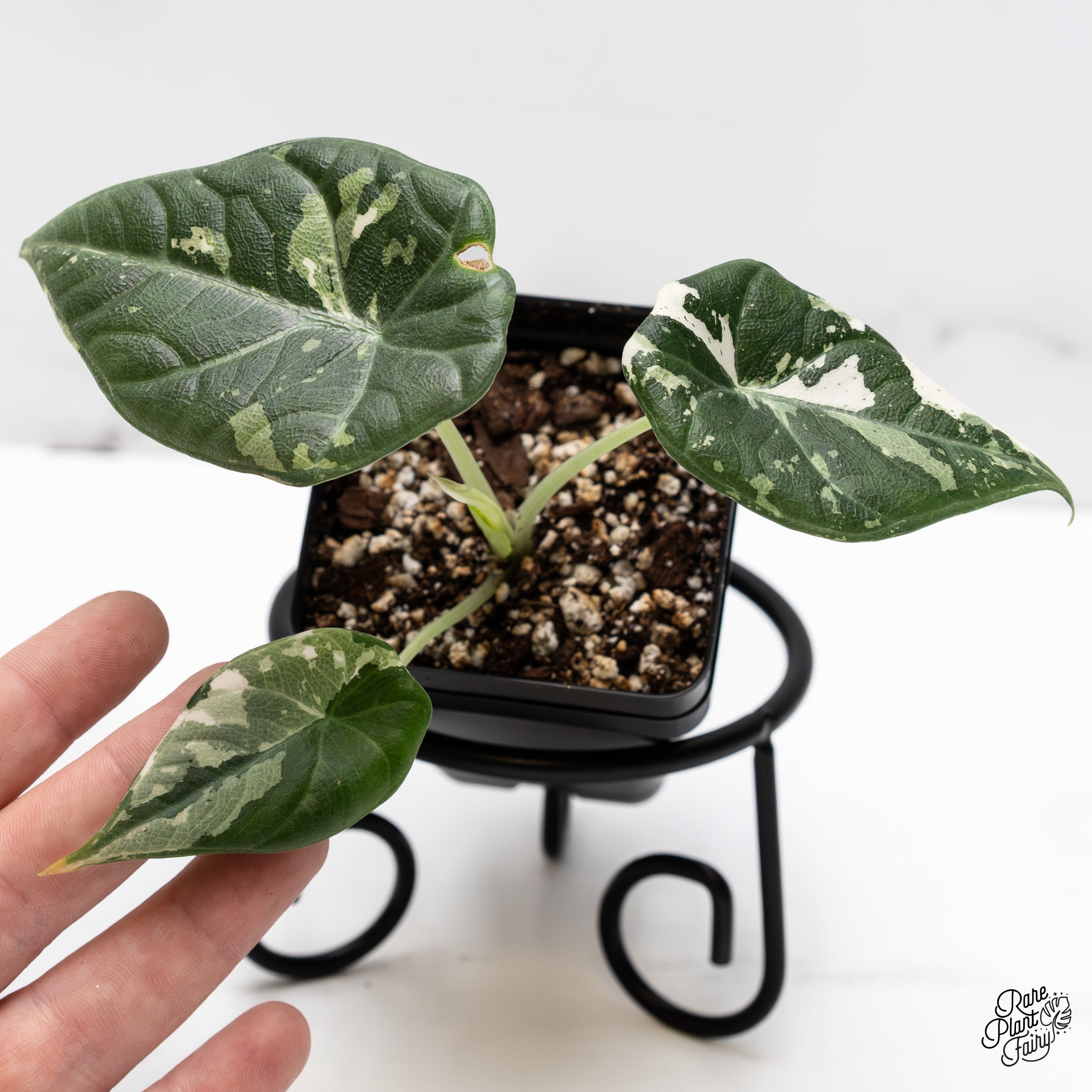 その他観葉植物 Alocasia Maharani Albo var. Alocasia Maharani Albo Variegated (wk41-R) – Rare Plant Fairy