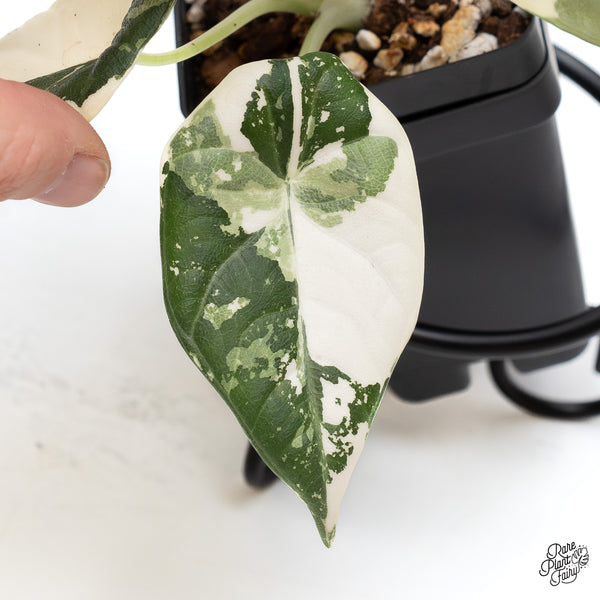 Alocasia Maharani Albo Variegated (wk47-C)