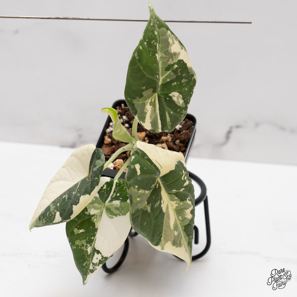 Alocasia Maharani Albo Variegated (wk47-C)