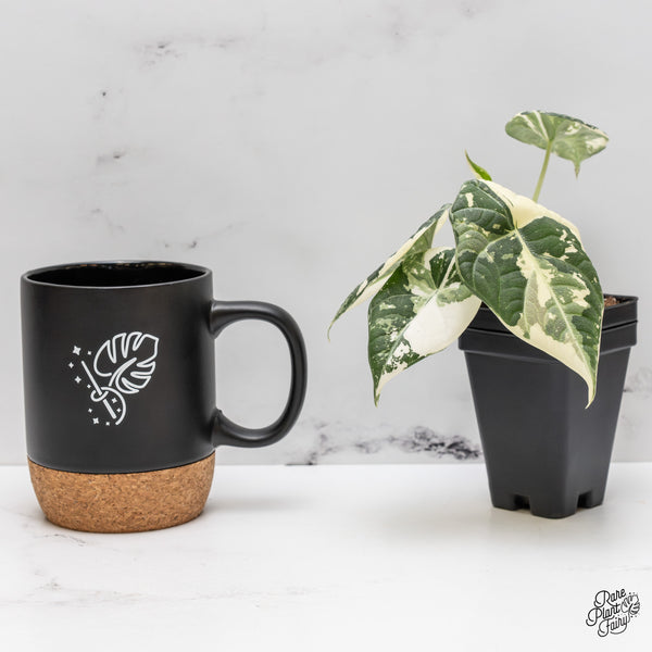 Alocasia Maharani Albo Variegated (wk47-C)