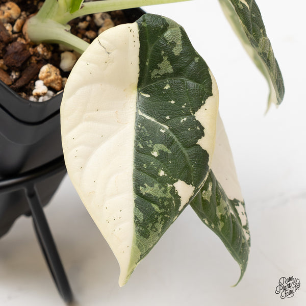 Alocasia Maharani Albo Variegated (wk47-C)