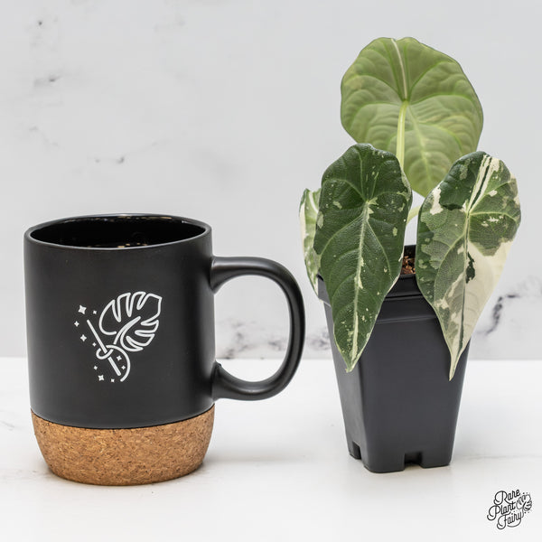 Alocasia Maharani Albo Variegated (wk50-L)