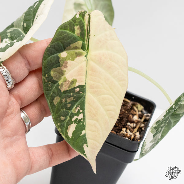 Alocasia Maharani Albo Variegated (wk4-O) *Corming Size*