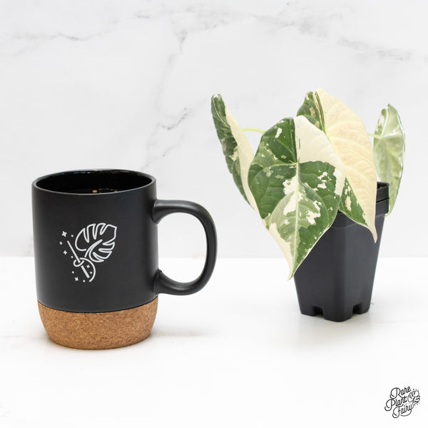 Alocasia Maharani Albo Variegated (wk4-O) *Corming Size*