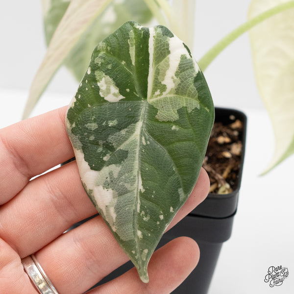 Alocasia Maharani Albo Variegated (wk4-O) *Corming Size*