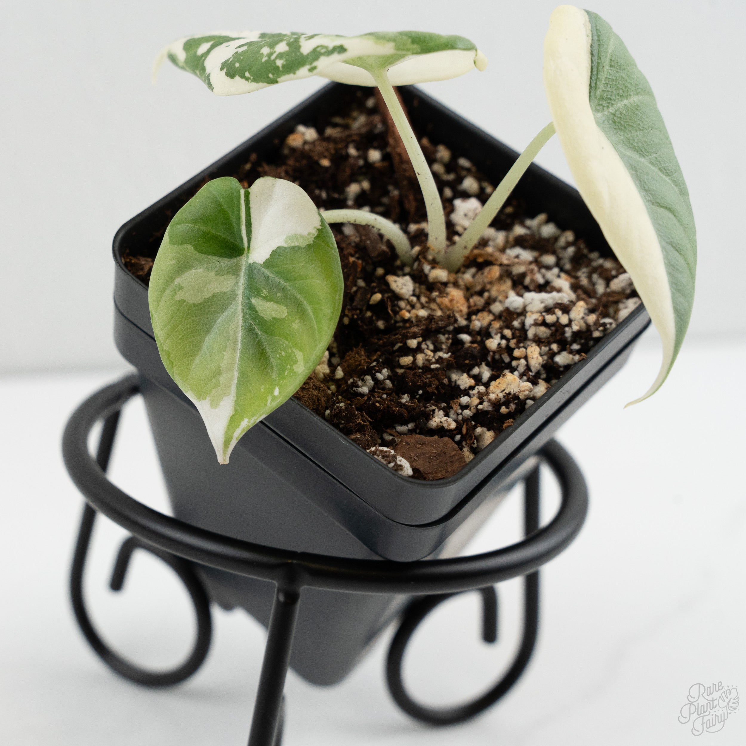 Alocasia Maharani Albo Variegated (wk8-H) – Rare Plant Fairy