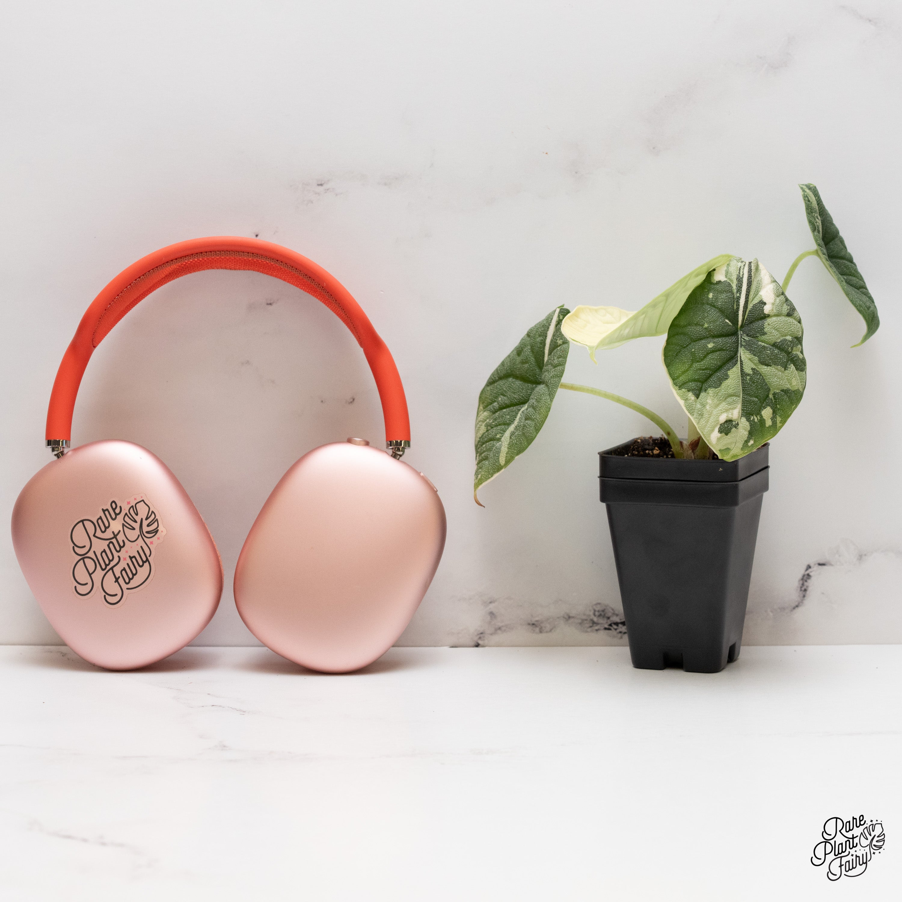 Alocasia Melo Albo Variegated (wk40-W) *Corming Size* – Rare