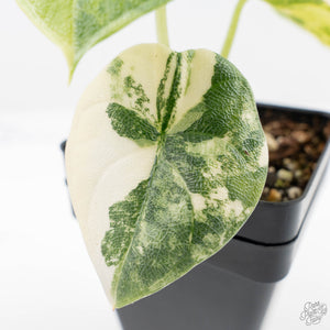 Alocasia 'Melo' Aurea/Tricolor Variegated (wk22-K)