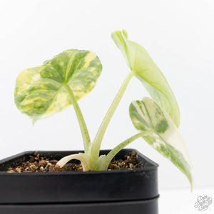 Alocasia 'Melo' Aurea/Tricolor Variegated (wk22-K)