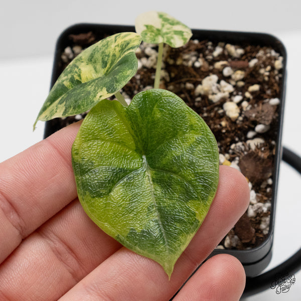 Alocasia Melo Tricolor variegated (wk52-V)