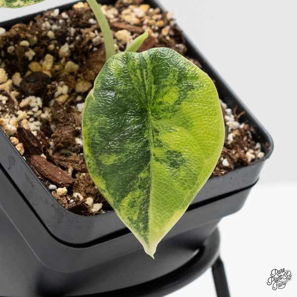 Alocasia Melo tricolor variegated (wk1-D)