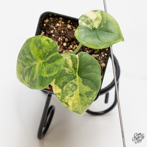 Alocasia Melo Tricolor Variegated (wk5-E)