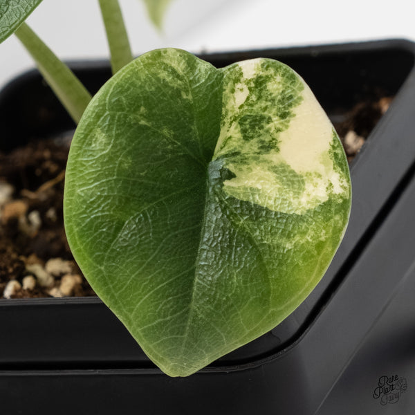 Alocasia Melo Tricolor Variegated (wk5-E)