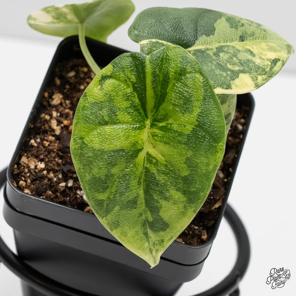 Alocasia Melo Tricolor Variegated (wk5-E)