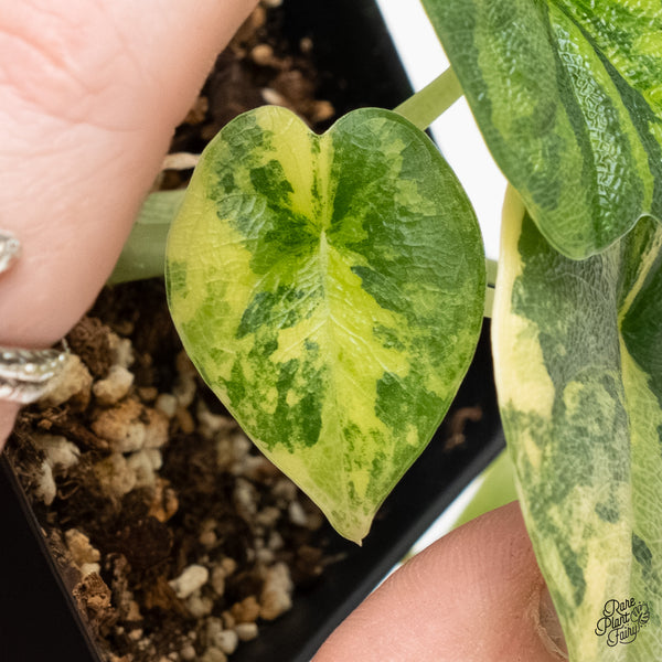 Alocasia Melo Tricolor Variegated (wk5-E)