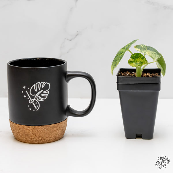 Alocasia Melo Tricolor Variegated (wk5-E)