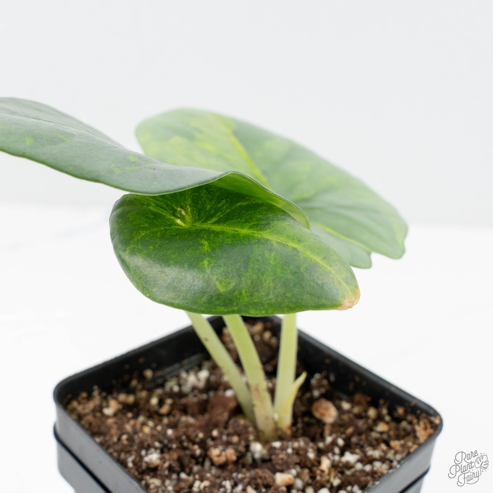 Alocasia 'Nebula' Aurea Variegated (wk21-UU) – Rare Plant Fairy