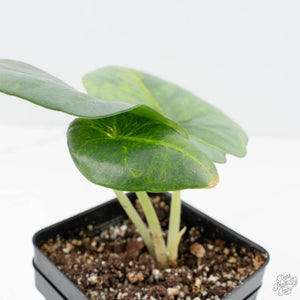 Alocasia 'Nebula' Aurea Variegated (wk21-UU)
