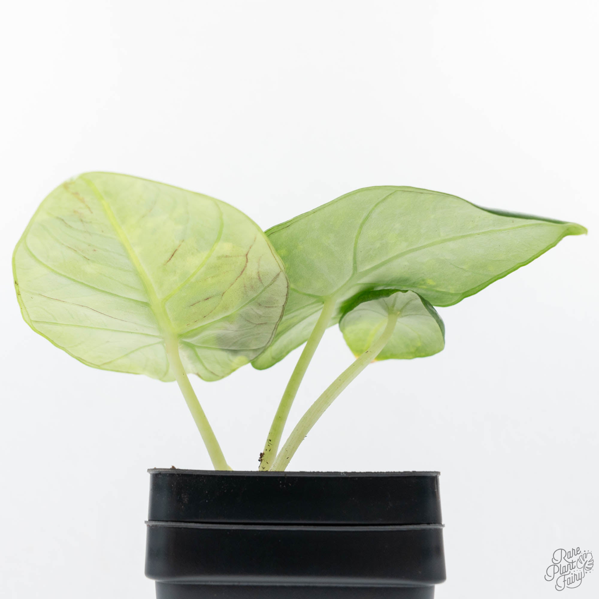 Alocasia 'Nebula' Aurea Variegated (wk21-UU) – Rare Plant Fairy