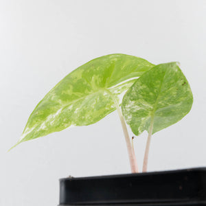Alocasia 'Pink Dragon' Albo Variegated (wk38-L285)