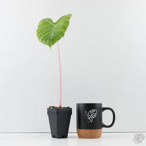 Alocasia 'Pink Dragon' Aurea Variegated *Corming Size* (wk39-L299)