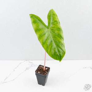 Alocasia 'Pink Dragon' Aurea Variegated *Corming Size* (wk39-L299)