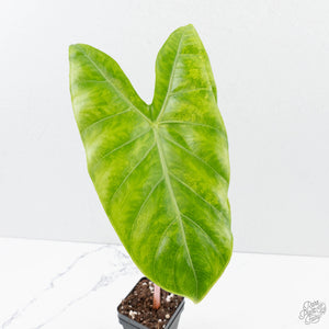 Alocasia 'Pink Dragon' Aurea Variegated *Corming Size* (wk39-L299)