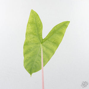 Alocasia 'Pink Dragon' Aurea Variegated *Corming Size* (wk39-L299)