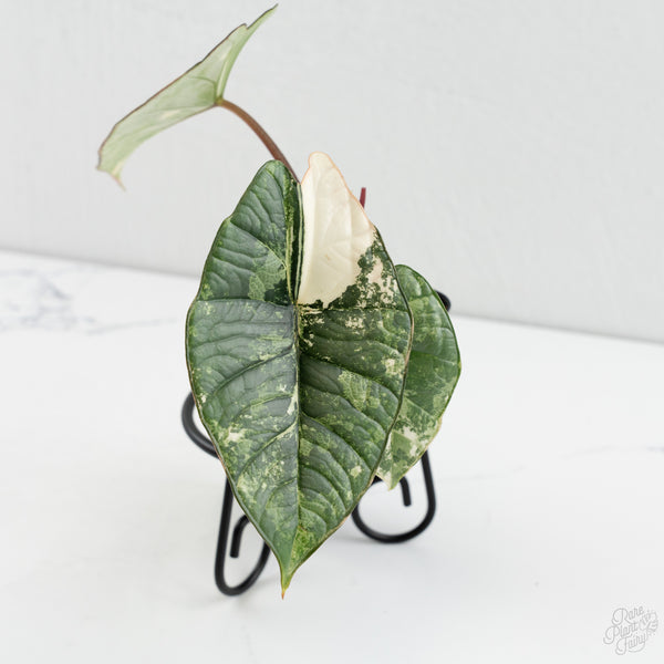 Alocasia 'Bisma Platinum' Albo Variegated (wk8-G)