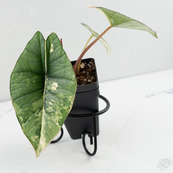 Alocasia 'Bisma Platinum' Albo Variegated (wk8-G)