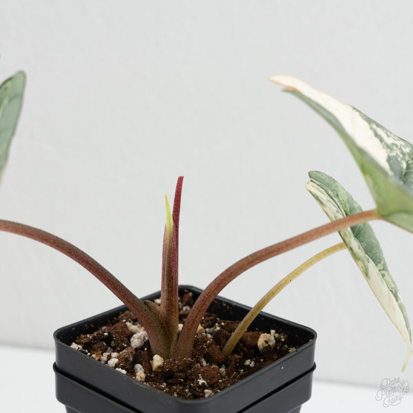 Alocasia 'Bisma Platinum' Albo Variegated (wk8-G)